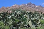 Ikaria